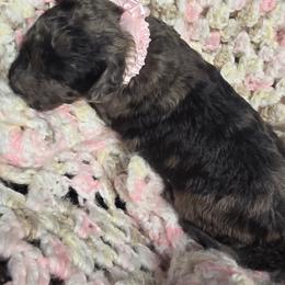 Goldendoodle Puppies from 3Dawn Doods