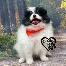Dachshund, Pomeranian, and Poodle Puppies from Cuddles n Curls
