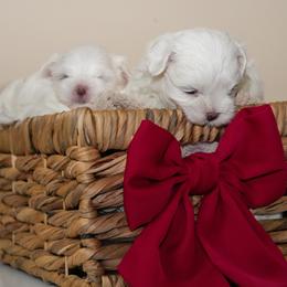Maltese Puppies from Royal Korean Maltese