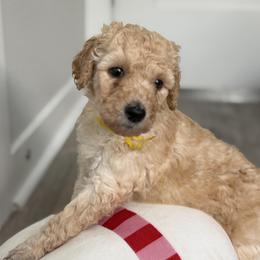 Poodle Puppies from Solstice Standards