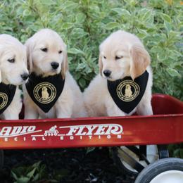 Golden Retriever Puppies from Golden Meadows of Utah