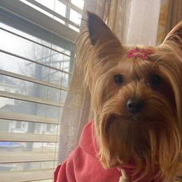 Royal - Yorkshire Terrier