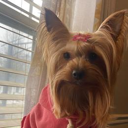 Royal - Yorkshire Terrier