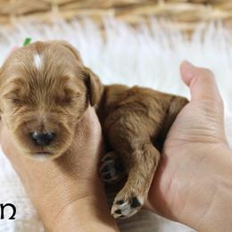 Bourbon - Red  male Goldendoodle puppy in Casa Grande, Arizona from AzDoodle Dandies