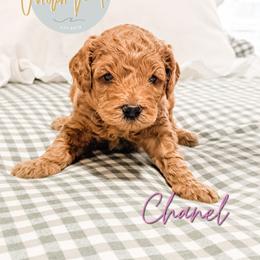 Chanel - Apricot female Goldendoodle puppy in Jacksonville, Florida from First Coast Goldendoodles