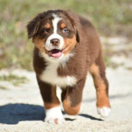 Pinot Noir - Red tri-color male Australian Shepherd puppy in Oak Hill, Florida from Swingin T Ranch LLC