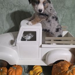 Tawney - Blue merle female Miniature Australian Shepherd puppy in Copperas Cove, Texas from Hidden Leaf Aussies
