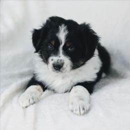 Boy 3 (Green) - Black tri-color male Australian Shepherd puppy in Yakima, Washington from Naches Heights Ranch