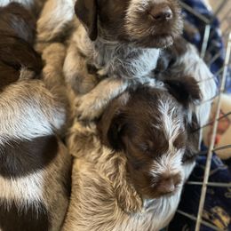 Wirehaired Pointing Griffon Puppies from Pine Barren Griffons