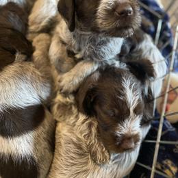 Wirehaired Pointing Griffon Puppies from Pine Barren Griffons