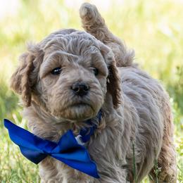 All Star - Apricot male Goldendoodle puppy in Roy, Utah from Doodles are Amazing
