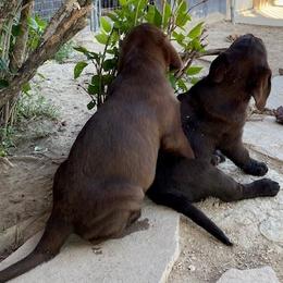 Labrador Retriever Puppies from Labrador emPAWrium