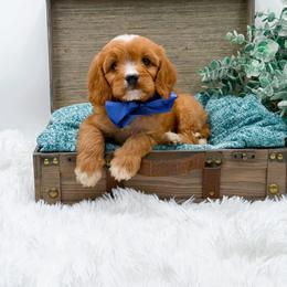 Chewy - Red male Cavapoo puppy in Statesville, North Carolina from Doodle Babies