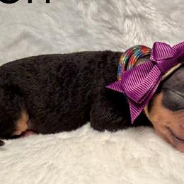 American Hairless Terriers and Great Danes from Black Tie Danes and Sleek Society AHT
