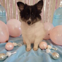 Perry - White black and tan male Shetland Sheepdog puppy in Minnesota from Sheltie Puppies