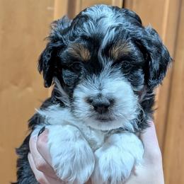 Eclipse - Black tri-color female Aussiedoodle puppy in New Durham, New Hampshire from Ridgeview Aussiedoodles