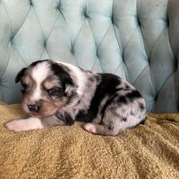 ON HOLD-Boy 2 - Blue merle male Australian Shepherd puppy in Bison, South Dakota from South Dakota Creekside Australian Shepherds