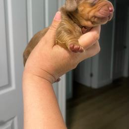 Boy 2 - Dapple male Dachshund puppy in Bismarck, Missouri from Kalua's Doxies