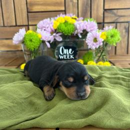 River - Black and tan male Dachshund puppy in Miami, Florida from Oscar's Dachshunds