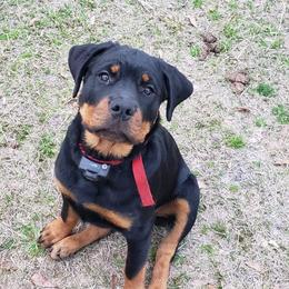 Rottweiler Puppies from Vom Arnold-Hause Rottweilers