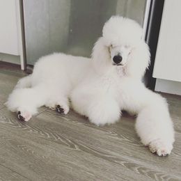 Maleficent - Poodle