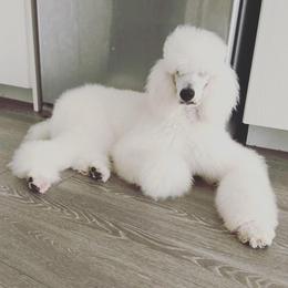Maleficent - Poodle
