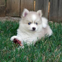 Pomsky Puppies from Acacia Pomskies