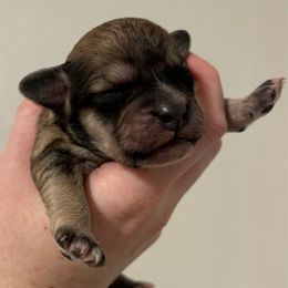 Twix - Black & tan tri-color male Maltipoo puppy in Sacramento, California from Honeys Maltipoo’s
