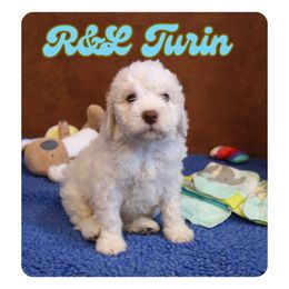 Turin - White male Lagotto Romagnolo puppy in Coos Bay, Oregon from Royal and Loyal Lagotto Romagnolo