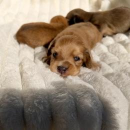 Female 4 AKC - Cream female Dachshund puppy in Magnolia, Texas from J&R Macias Dachshunds