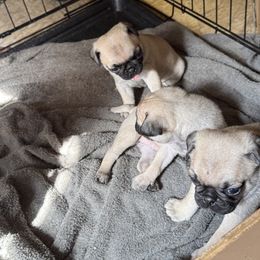 Pug All Grown Up from Wratchford Farms