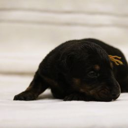 Olene - 5350 - Black and rust female Doberman Pinscher puppy in Rockwall, Texas from Elitehaus