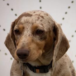 Barley - Dachshund
