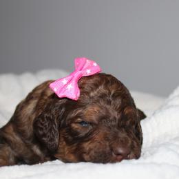 Jade - Phantom female Goldendoodle puppy in Howard City, Michigan from Doodles and Chaos