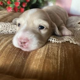 Chickie - Cream female Dachshund puppy in Perryville, Maryland from Heavenly Heritage Dachshunds and Doods