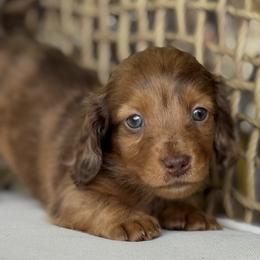 Porter - Dapple male Dachshund puppy in Bentonville, Arkansas from Boujee Buns Dachshunds