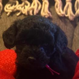 Sage - Black female Goldendoodle puppy in Greenville, South Carolina from Law Doodles of SC