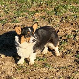 Marlee  - Pembroke Welsh Corgi