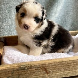 Australian Shepherd Puppies from Rock Canyon Australian Shepherds