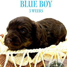 Blue Boy - Chocolate male Cavapoo puppy in Travelers Rest, South Carolina from Bailey Mountain Doodles