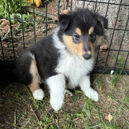 Mac - Black white and tan male Collie puppy in Bad Axe, Michigan from Collie Campo