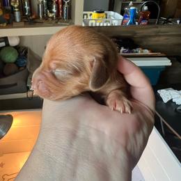 Cream Girl - Cream female Dachshund puppy in Moundville, Missouri from Edgewood Acres Miniature Longhair Dachshunds