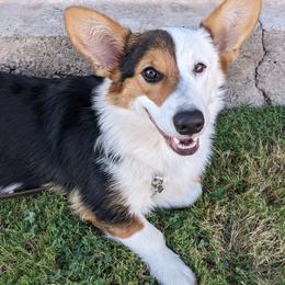 Pembroke Welsh Corgis from Dragon Ridge Corgis
