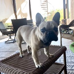 Dillon - Fawn and white French Bulldog puppy in Scottsdale, Arizona from Sonoran Frenchies LLC