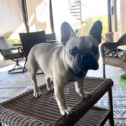 Dillon - Fawn and white French Bulldog puppy in Scottsdale, Arizona from Sonoran Frenchies LLC