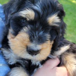 Bernedoodle and Bernese Mountain Dog Puppies from NW Bernedoodles of Washington