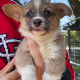 Pembroke Welsh Corgi Puppies from Chase Em All Corgis