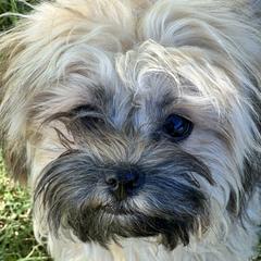 Faith - Russian Tsvetnaya Bolonka