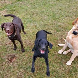 Dilute Retrievers from Shadow Grass Labs