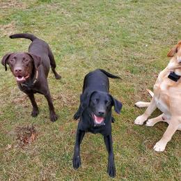 Dilute Retrievers from Shadow Grass Labs